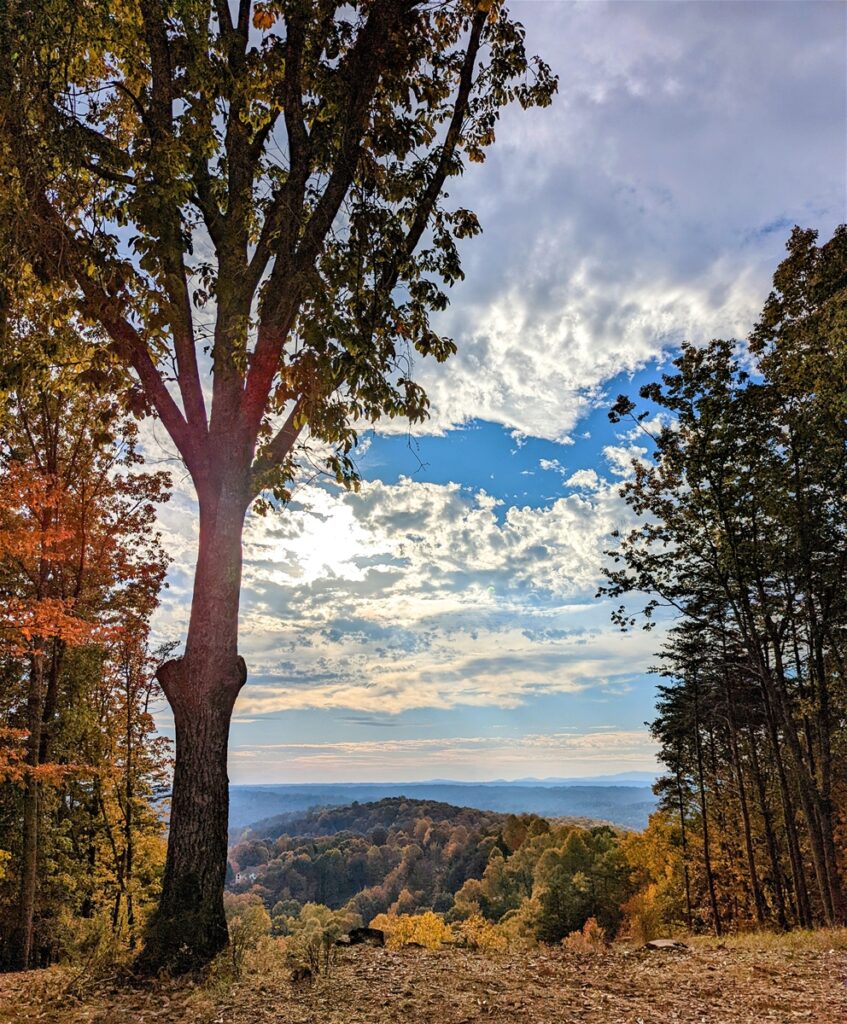 Trees, Fall Leaves, and Sky in Dahlonega Georgia