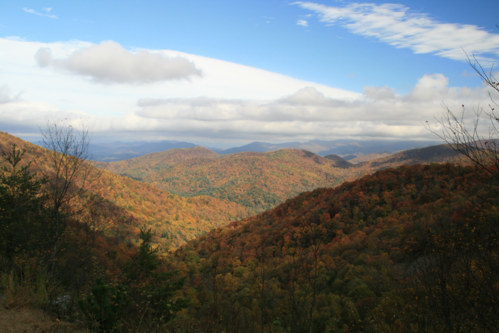 Fall Leaves and Tress Near Blue Ridge Georgia