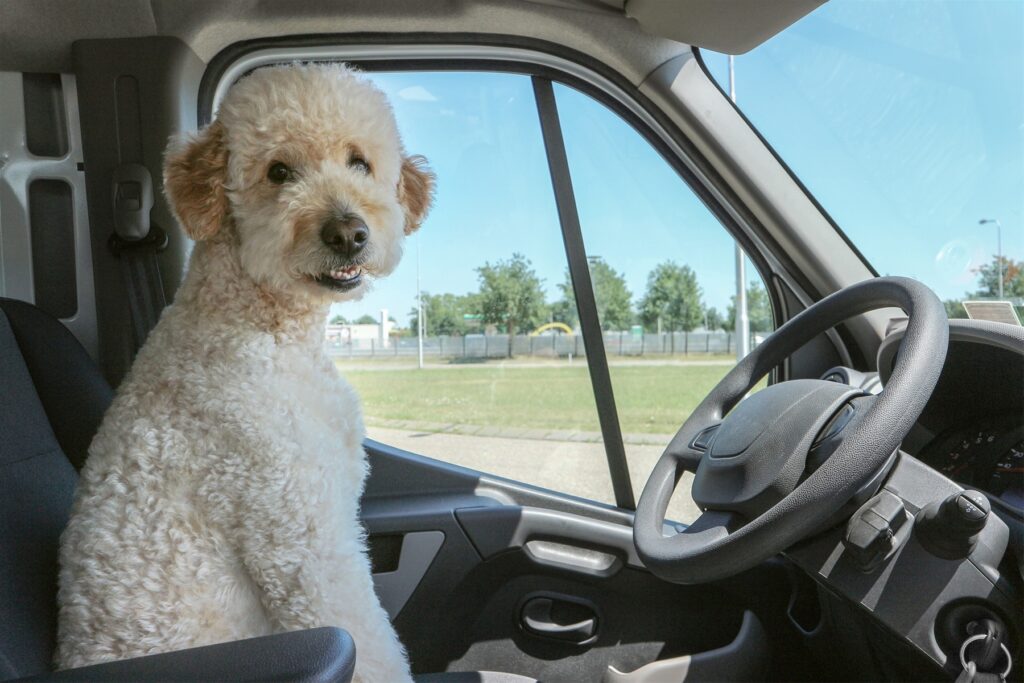 Dof Sitting in a Car Driver Seat