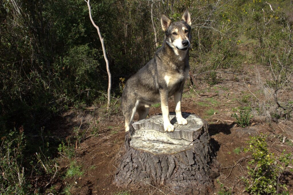 Dog Standing in Tree Stump