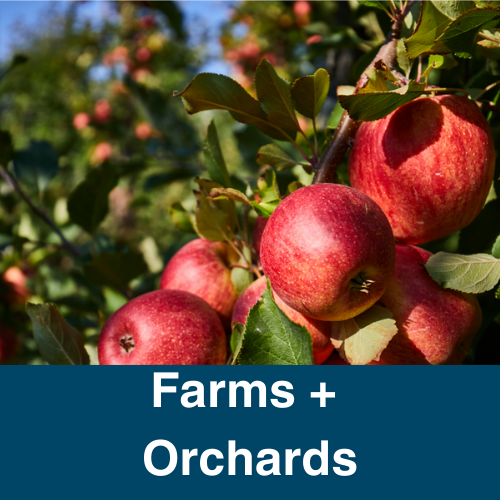 Red Apples on Apple Tree