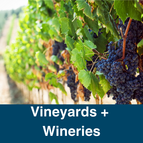 Wine Grapes on Vines